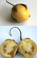 Picture of Mandrakes